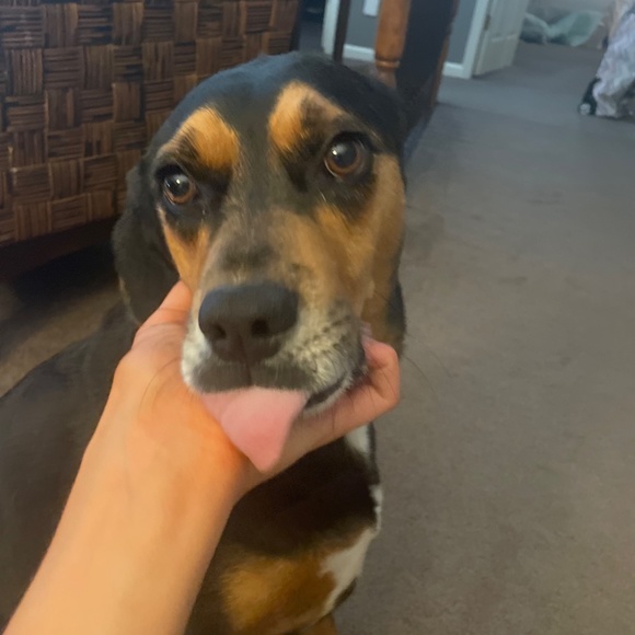 Meet your Posher, Ava - Picture 5 of 10